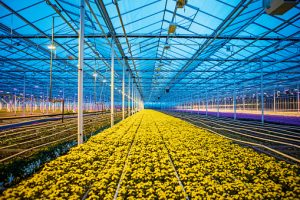The inside of a working greenhouse that uses a watermaker to water the chrysanthemums