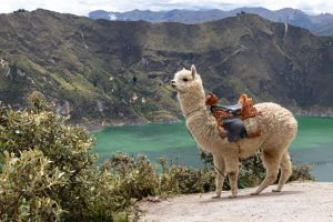 Using a watermaker on Quilotoa lake, with a fluffy white alpaca on the viewpoint of Quilotoa lake and volcano crater. Ecuador, South America