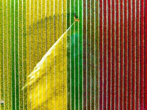 Netherlands using a watermaker to spray water on red, green and yellow tulips growing in an agricultural field in rows.